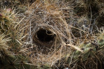 Cactus Wren Nest