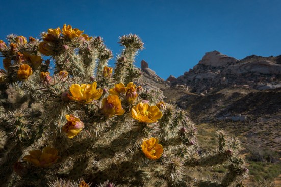 Cholla Cactus